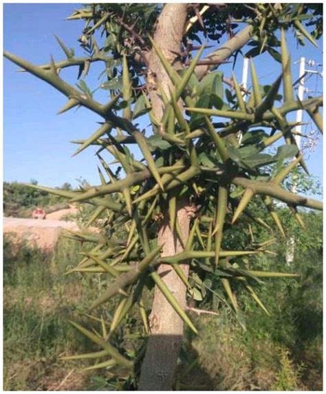 樹幹有刺的植物|【樹幹有刺的植物】山林裡的隱形刺客！認識樹幹有刺的植物